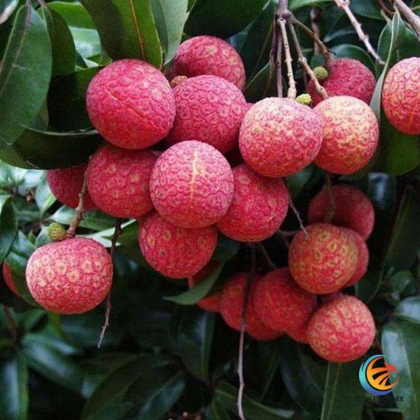 Lychee Fruit